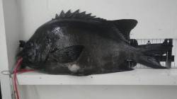 シラガウニでイシダイ　白浜町市江の沖磯