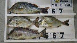 見草地磯　フカセでタマミ・ヘダイ・コロダイの釣果