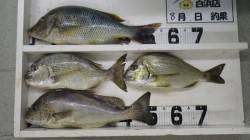 見草地磯　フカセでタマミ・ヘダイ・コロダイ…