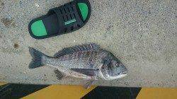 田辺の文里湾でチヌが釣れています♫