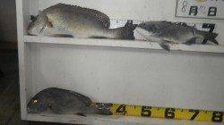 みなべ町の地磯目津　フカセ釣りでコロダイの釣果