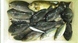 見草堤防でシマアジ・グレ・アイゴ〜サビキとヌカ切りでの釣果