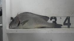 堺漁港 フカセでコロダイ36cm