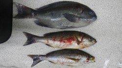 すさみ　フカセでグレ・イサギなどの釣果