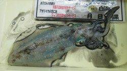 白浜見草でエギングにてアオリイカ470ｇ