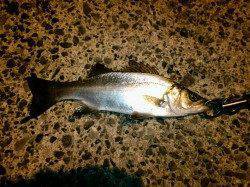 香住にてエギングでモンゴウイカ、ジグヘッドでセイゴ