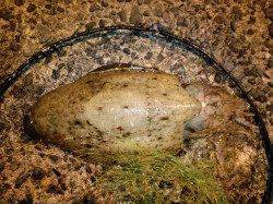 香住にてエギングでモンゴウイカ、ジグヘッドでセイゴ