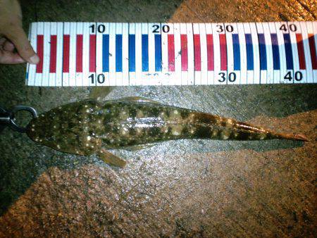 間人周辺にてコチング〜アコウとマゴチがヒッ…