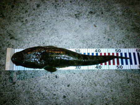 間人周辺　ジグでマゴチ55cm&ジ…