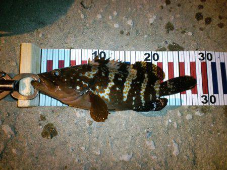 旭にてフラットフィッシュ狙いでしたがアコウ…