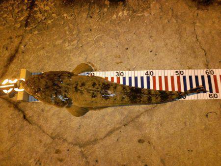 夕日港アジングからフラットフィッシュに狙い…