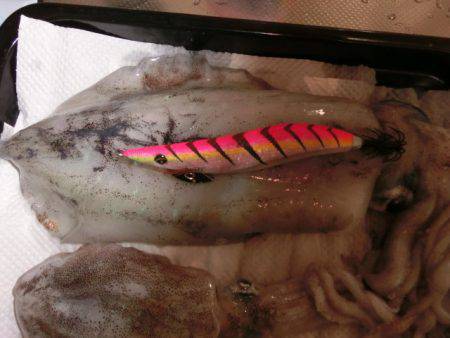 伊古木にてエギング〜500gUPの他コロッ…