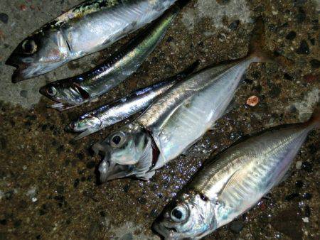 大阪湾奥にてワインドにサバ、アジングで豆ア…