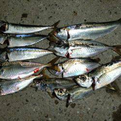 アジングを楽しみに舞洲へ・・・浮遊物多く釣…