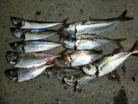 アジングを楽しみに舞洲へ・・・浮遊物多く釣…