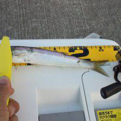 小島にてカマッシング〜プラグでアジも釣れま…