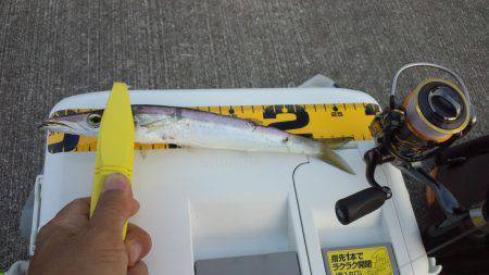 小島にてカマッシング〜プラグでアジも釣れま…