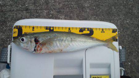 煙樹ヶ浜にてカマス狙いのミノーでまさかの尺…