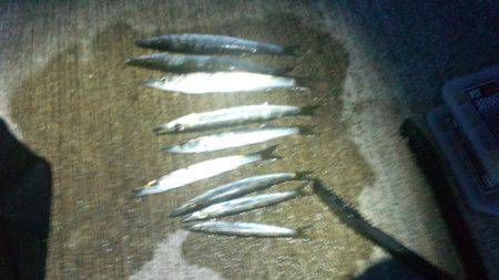 小島にてカマゲー。渋いなりになんとか釣れま…