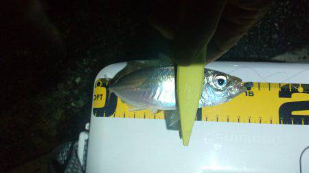 深日方面でアジング　カマスは終盤？