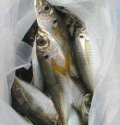 沖の北のサビキ釣果、良型アジが好調です