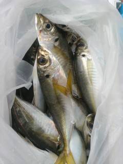 沖の北のサビキ釣果、良型アジが好調です