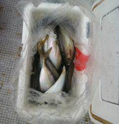 沖の北のサビキ釣果、良型アジが好調です
