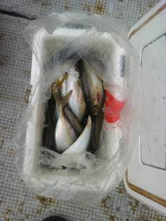 沖の北のサビキ釣果、良型アジが好調です