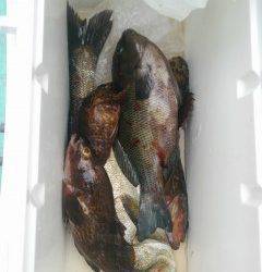 旧の赤灯台でハネ・グレ・アコウ・ガシラなど