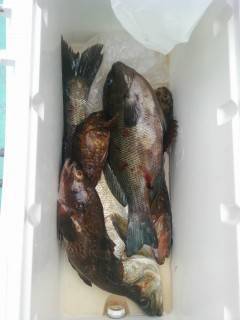 旧の赤灯台でハネ・グレ・アコウ・ガシラなど…