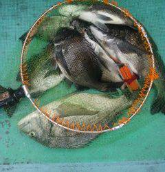 落とし込みでチヌ47cmを頭に7匹　旧の赤灯台での釣果