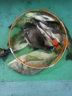 落とし込みでチヌ47cmを頭に7匹　旧の赤…