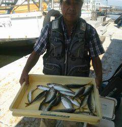 沖の一文字でファミリーフィッシング、アジがクーラーいっぱい