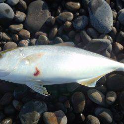 煙樹ヶ浜　青物狙い釣行でタチウオ＆シオ