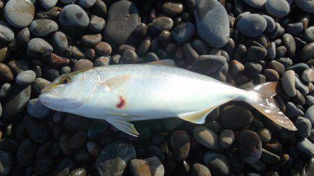 煙樹ヶ浜　青物狙い釣行でタチウオ＆シオ