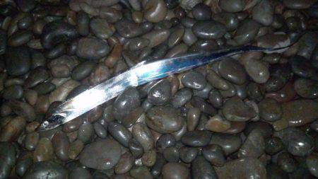 煙樹ヶ浜へ青物狙いに出陣・・・タチウオが爆…