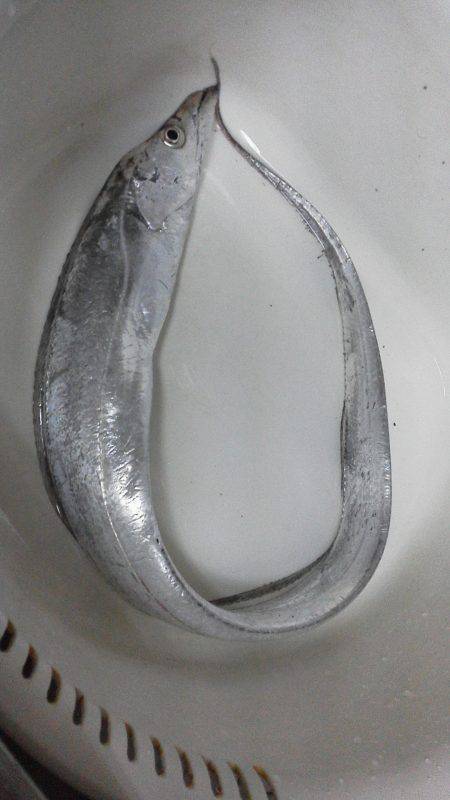 青岸にてウキ釣りとワームでタチウオの釣果