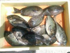 沖の1番にてオキアミフカセでグレ11枚