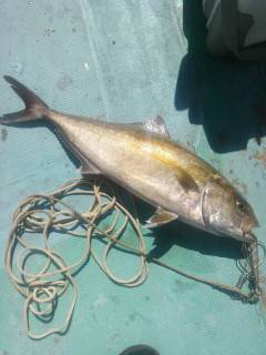 沖の北にてのませ釣りでカンパチ75cm！