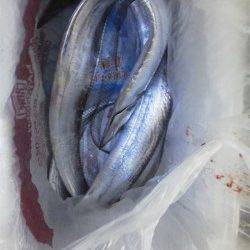 紀ノ川河口 アタリが少ない中貴重なタチウオ2本ゲット