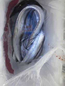 紀ノ川河口　アタリが少ない中貴重なタチウオ…