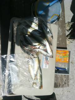 沖の北でのサビキでアジ釣果