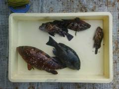 岸和田一文字　ウキ釣りでアコウ・グレの釣果…