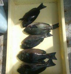 岸和田一文字　ウキ釣りでアコウ・グレの釣果