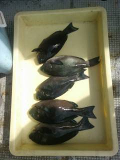 岸和田一文字　ウキ釣りでアコウ・グレの釣果