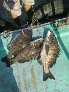 旧の赤灯台の落とし込みで良型チヌの釣果