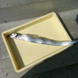 沖の北にてさんまをエサにタチウオ88cmをキャッチ