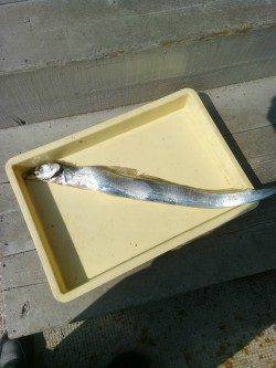 沖の北にてさんまをエサにタチウオ88cmをキャッチ