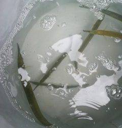 沖の北でサヨリ〜35センチの釣果