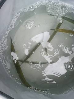 沖の北でサヨリ〜35センチの釣果